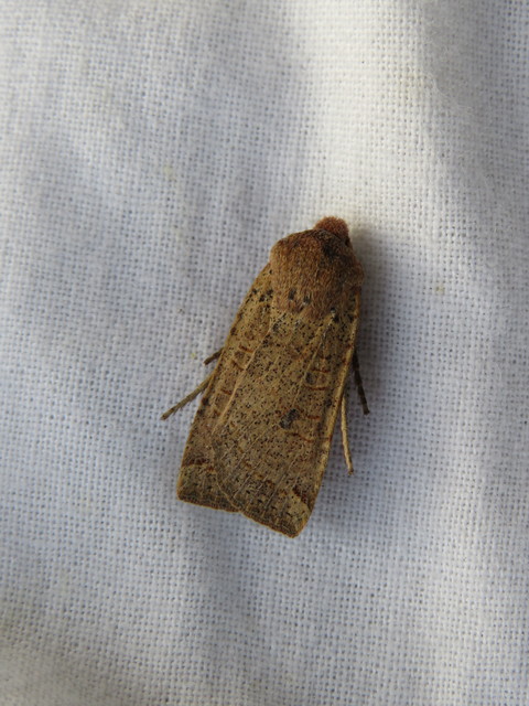 Conistra veronicae - veronika-őszibagoly