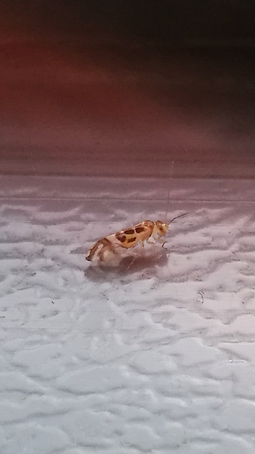 Graphopsocus cruciatus