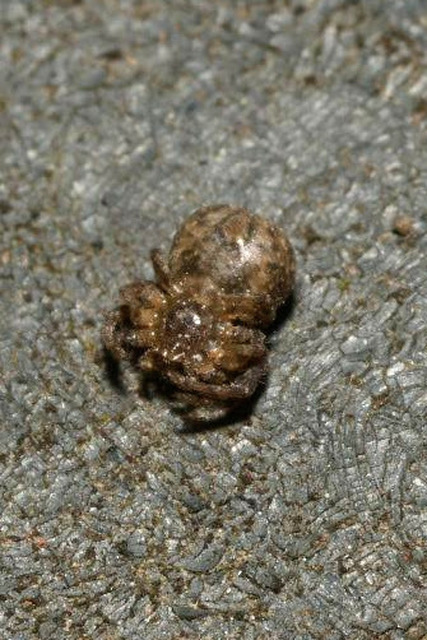 Ozyptila