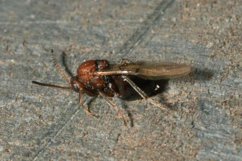 Cynipidae - gubacsdarazsak