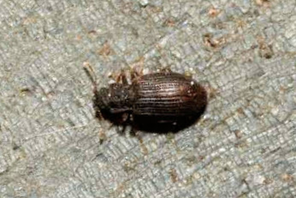 Latridiidae - pudvabogárfélék Latridiidae - pudvabogárfélék