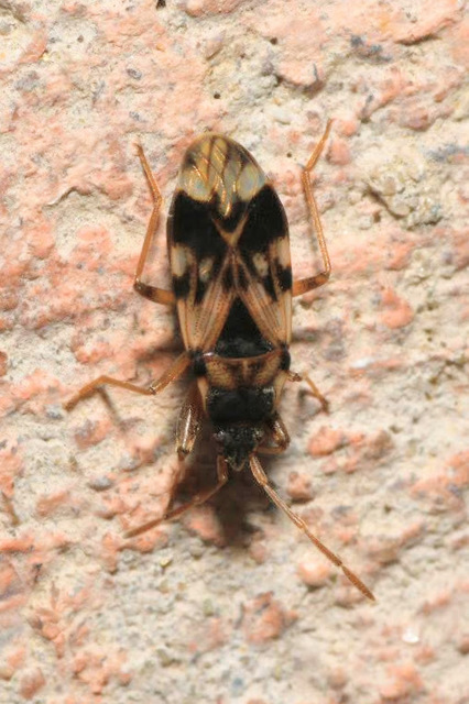 Scolopostethus pictus Scolopostethus pictus