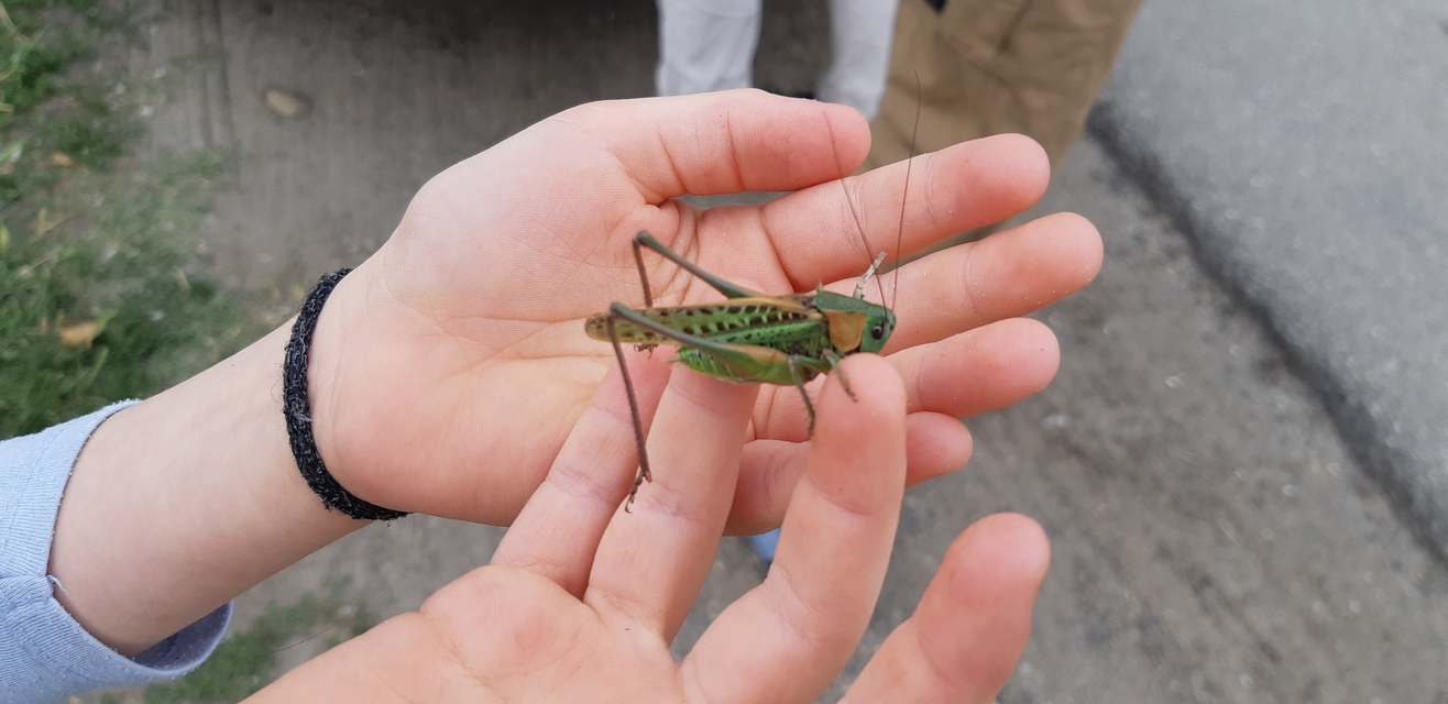 Decticus verrucivorus - szemölcsevő szöcske