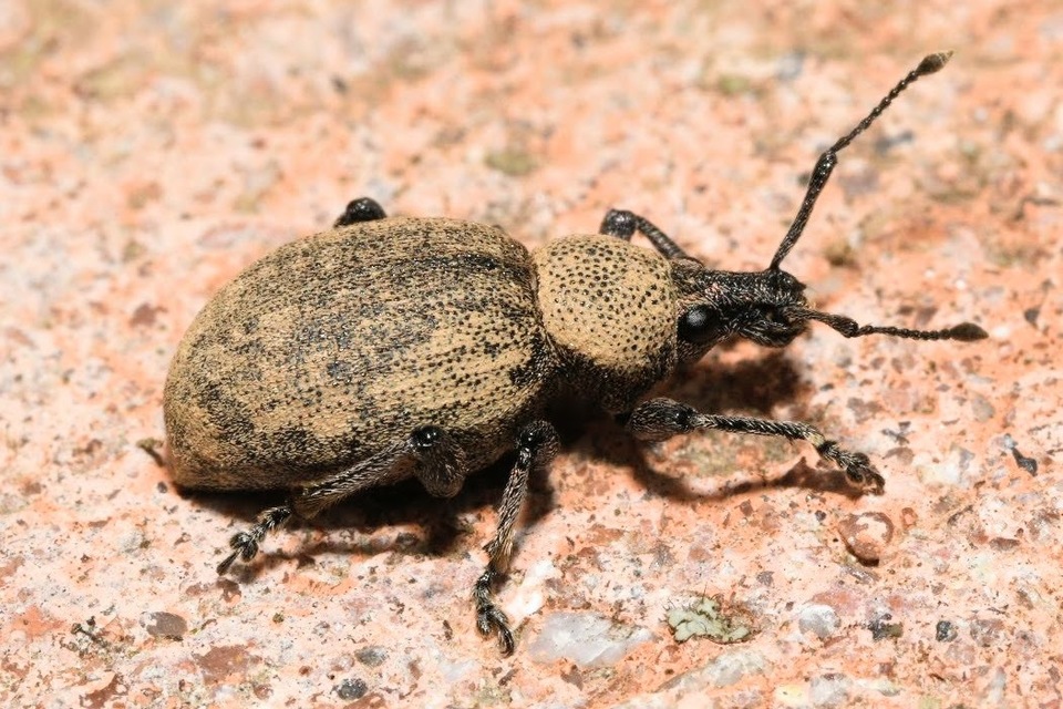 Otiorhynchus ligustici - vincellér-gyalogormányos