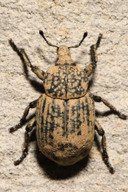 Minyops variolosus - nyugati bordásormányos