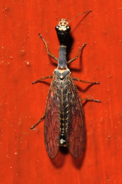 Raphidioptera - Tevenyakú-fátyolkák