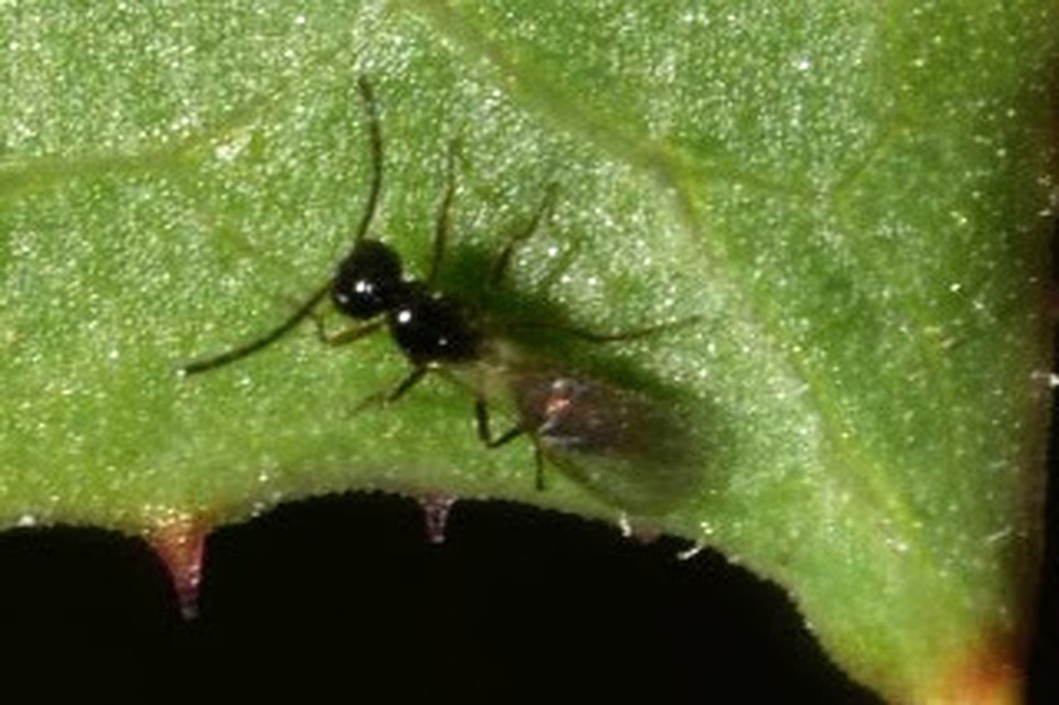 Aphidiidae
