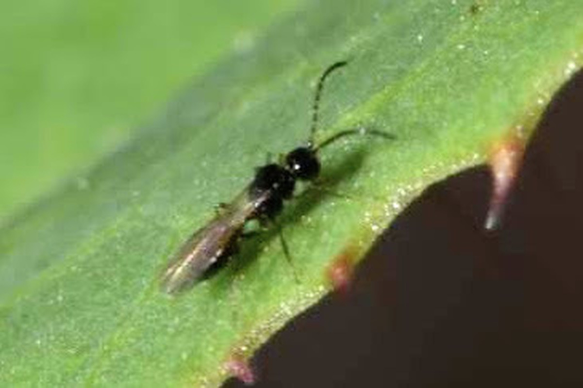 Aphidiidae
