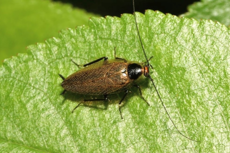 Ectobius erythronotus - sárgatorú erdeicsótány