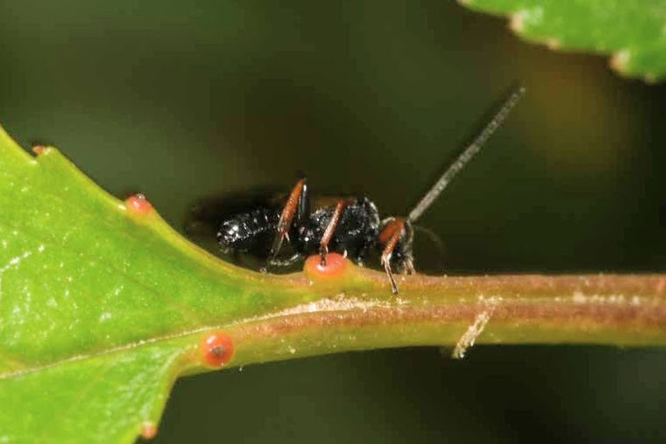 Braconidae - gyilkosfürkészek