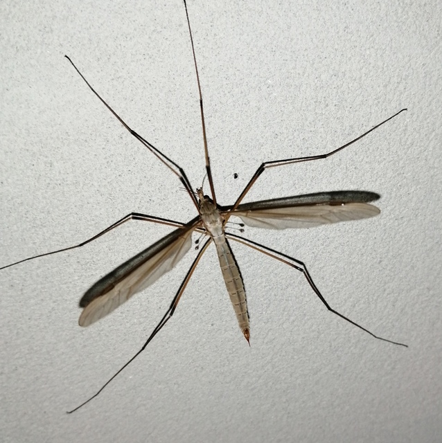 Tipula