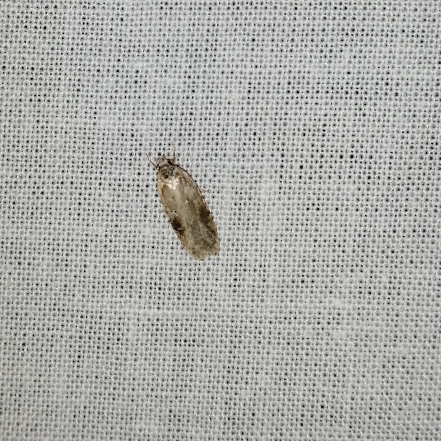Agonopterix alstromeriana - bürök-laposmoly