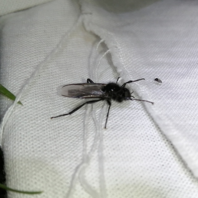Bibionidae - bársonylegyek