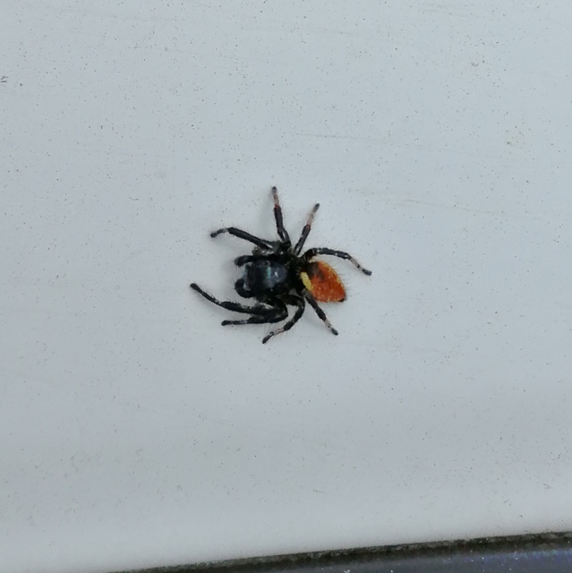 Carrhotus xanthogramma - rozsdás ugrópók