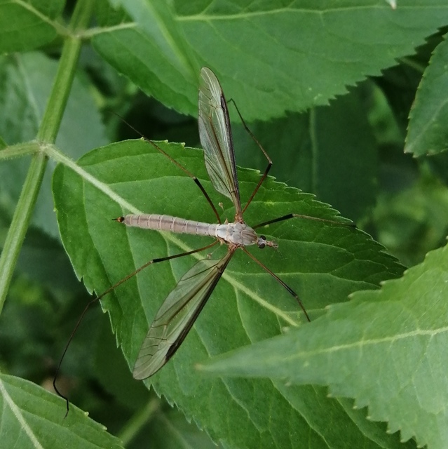 Tipula