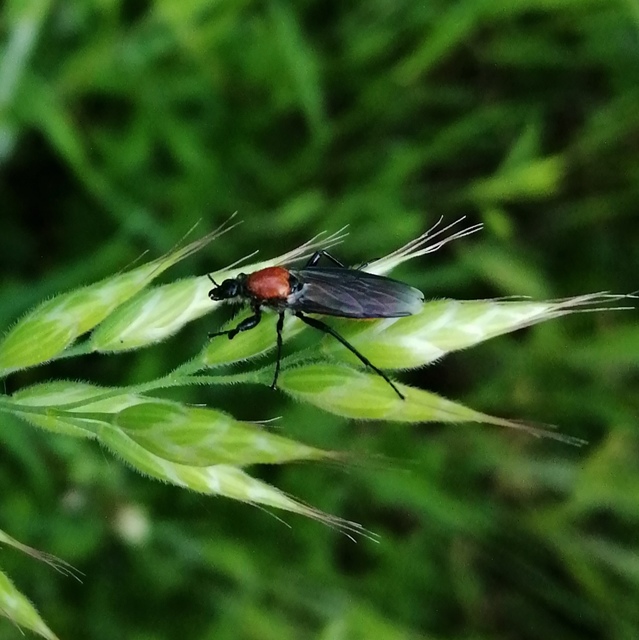 Bibionidae - bársonylegyek