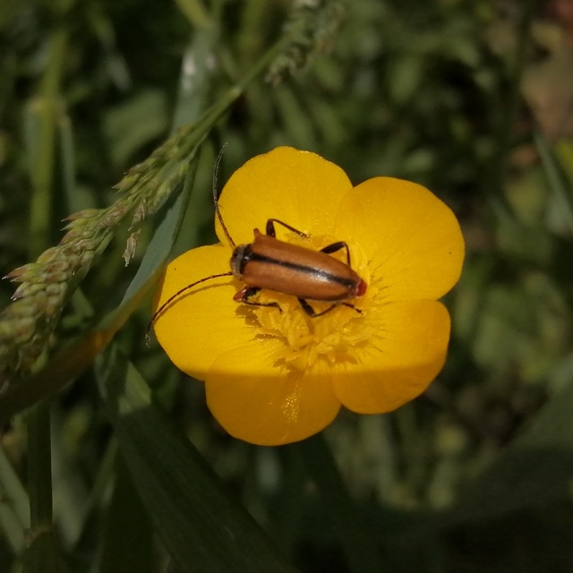 Cortodera flavimana - boglárkacincér