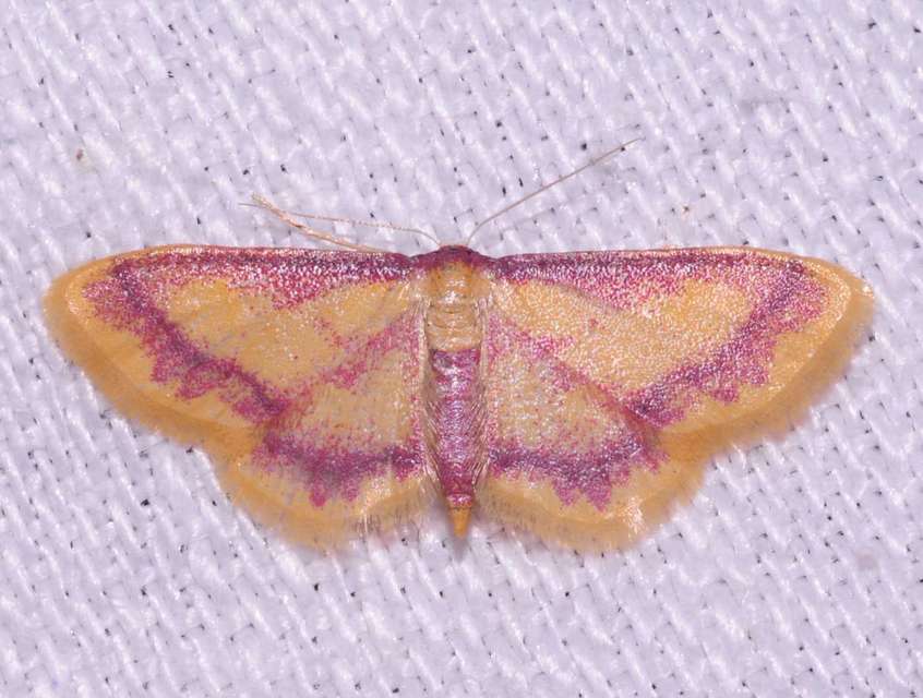 Idaea muricata - mocsári pirosaraszoló