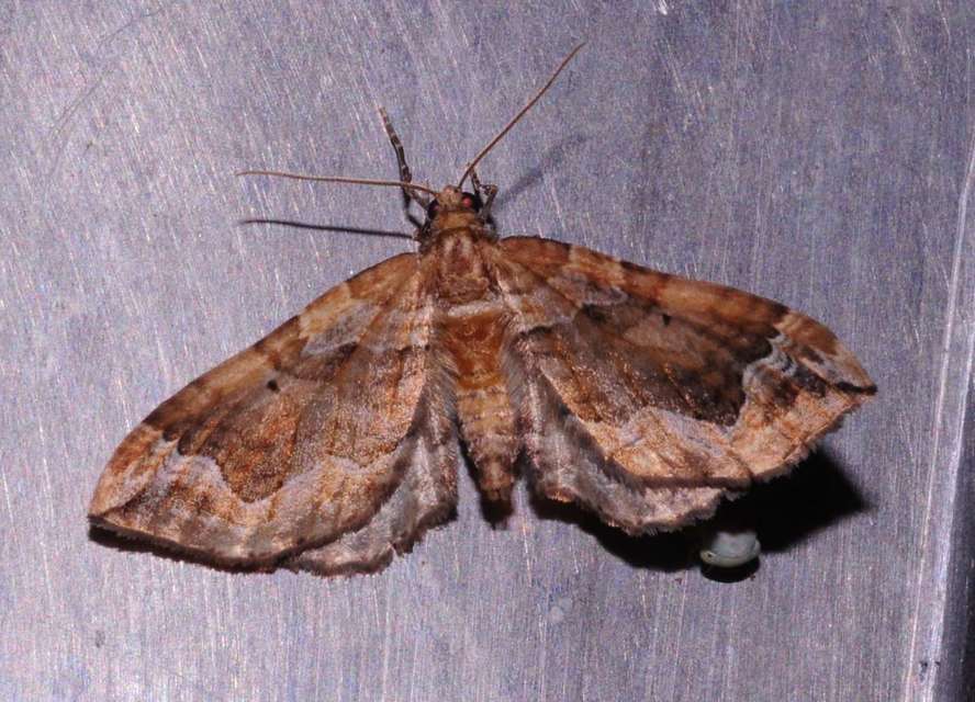 Pelurga comitata - nagy tarkaaraszoló
