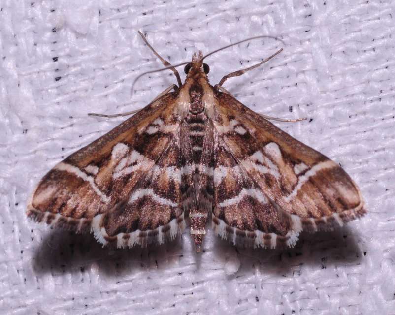 Diasemia reticularis - betűmintás tűzmoly