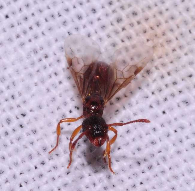 Myrmica sabuleti - gyakori bütyköshangya