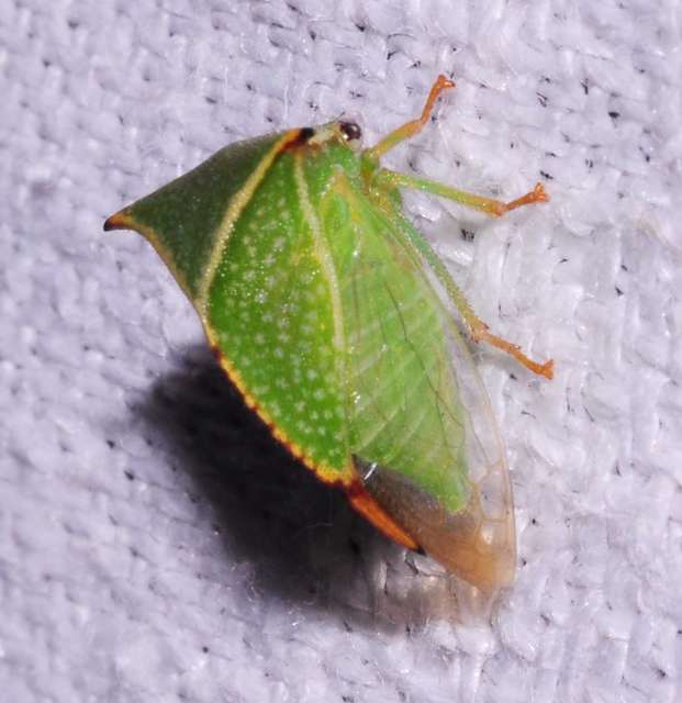 Stictocephala bisonia - bivalykabóca