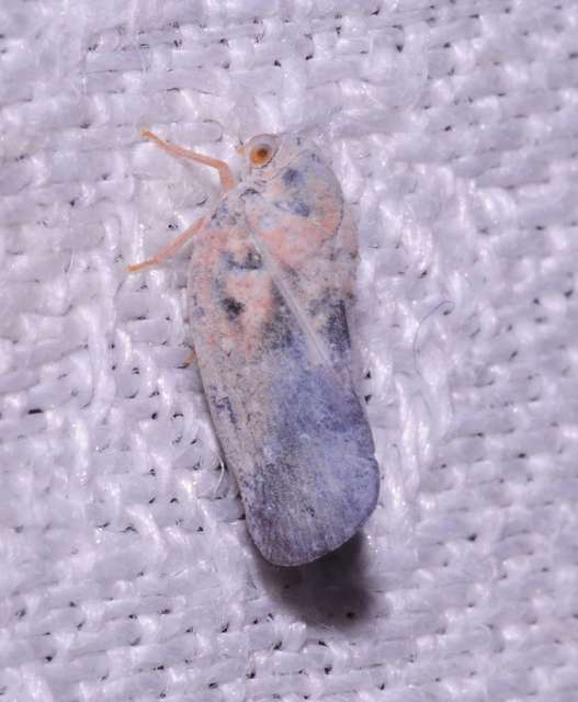 Metcalfa pruinosa - amerikai lepkekabóca