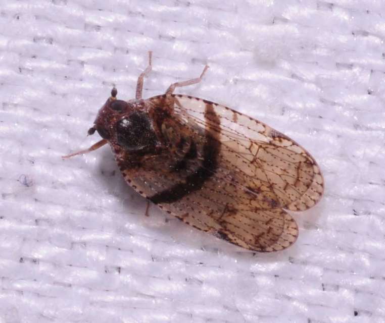 Cixius