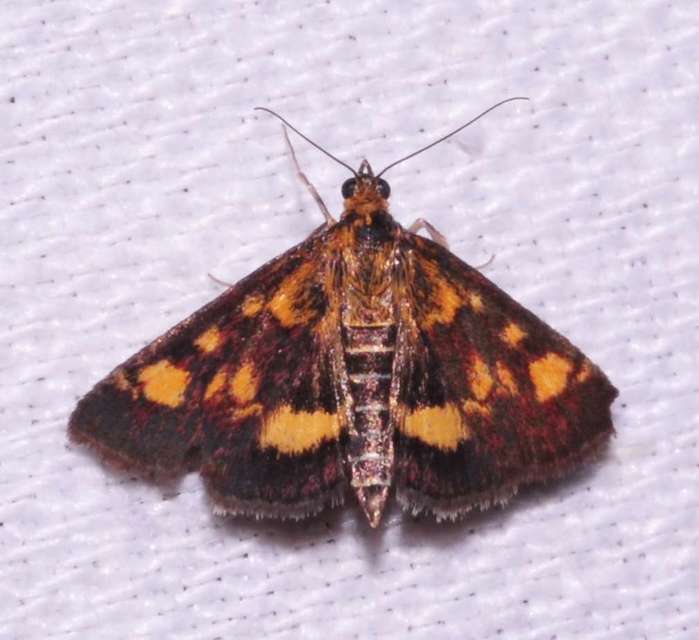 Pyrausta aurata - aranyló bíbormoly