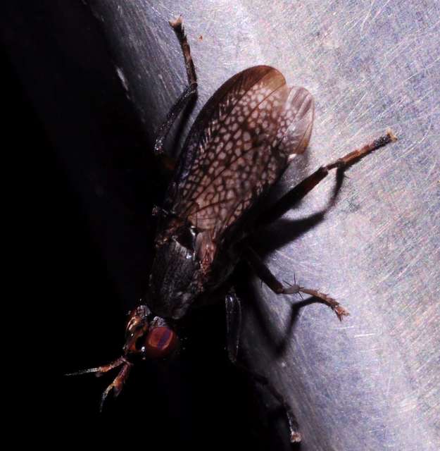 Coremacera marginata