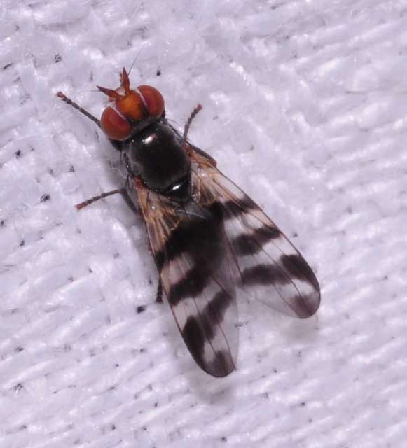 Ceroxys urticae