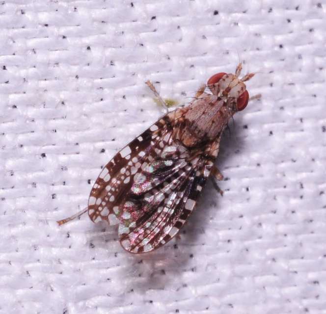Trypetoptera punctulata - pirosszemű szarvaslégy