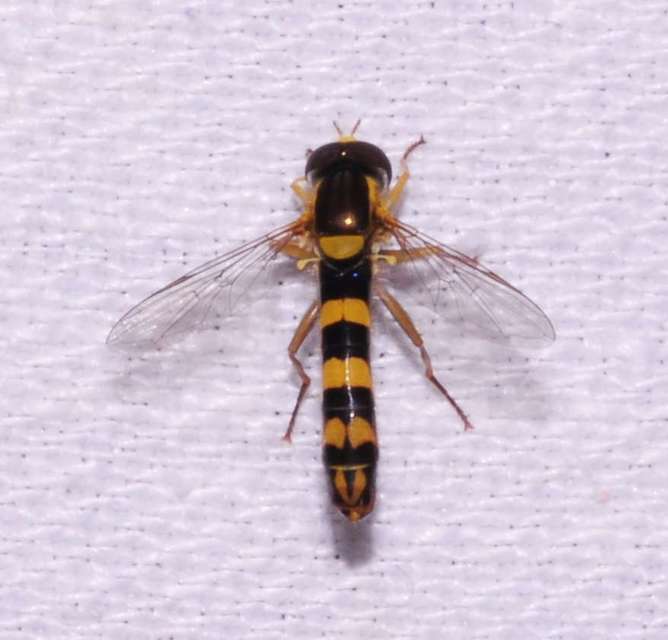 Sphaerophoria scripta - tarka darázslégy