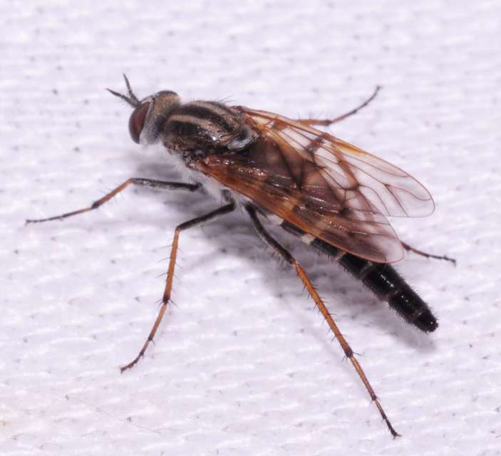 Therevidae - tőröslegyek