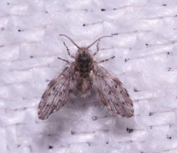 Psychodinae
