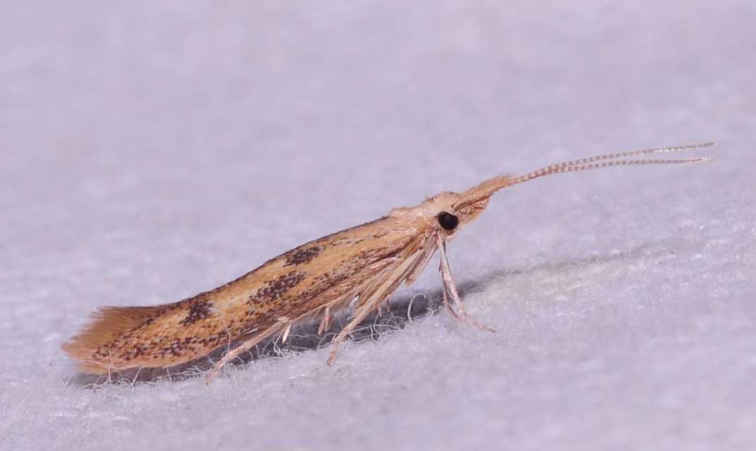 Coleophora squalorella - mocskos zsákosmoly