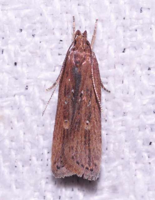 Helcystogramma triannulella - szuláksodró lápimoly