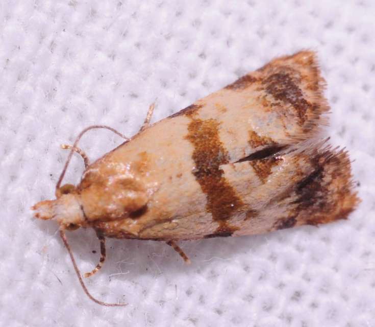 Phalonidia contractana - pipitér-fúrómoly