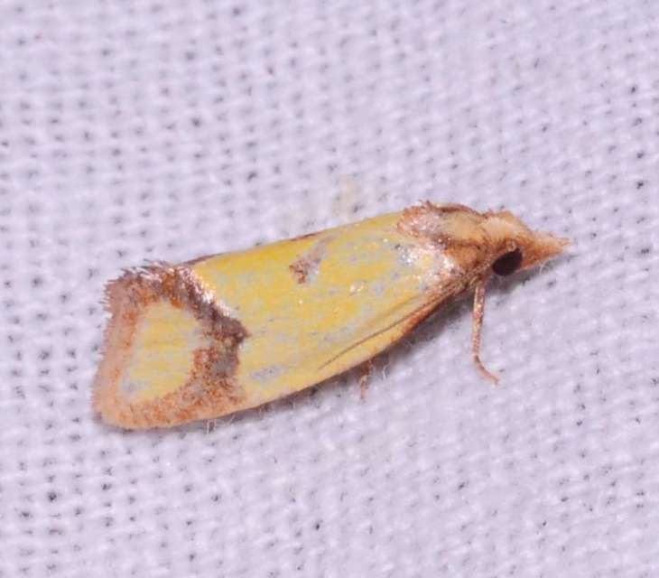 Agapeta zoegana - barnacsíkos sárgamoly