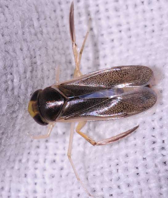 Corixidae - búvárpoloskák Corixidae - búvárpoloskák
