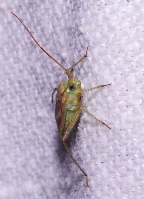 Adelphocoris lineolatus - lucernapoloska
