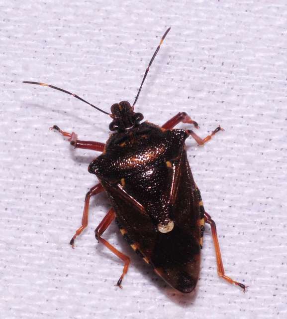 Pinthaeus sanguinipes Pinthaeus sanguinipes