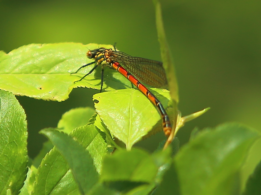 Pyrrhosoma nymphula interposita - vörös légivadász
