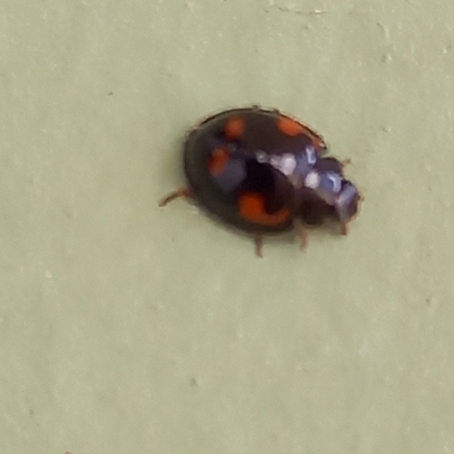 Exochomus quadripustulatus - négyfoltos szerecsenkata