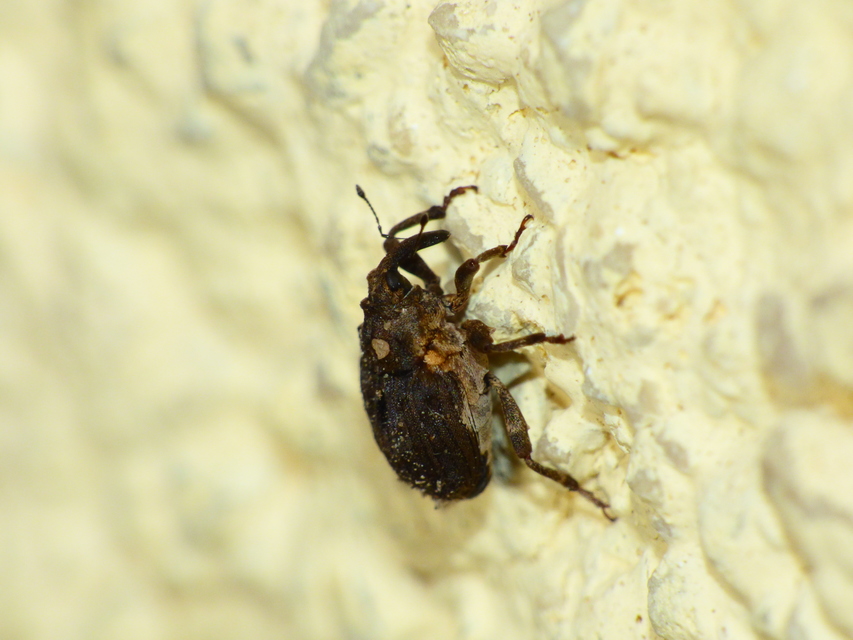 Stenocarus cardui - pipacsgyökér-ormányos