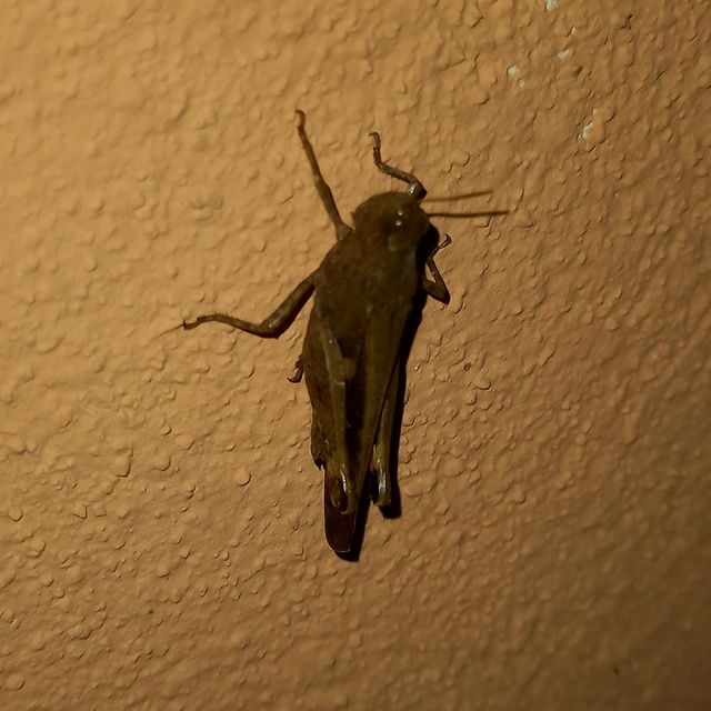 Aiolopus strepens - déli áttelelősáska
