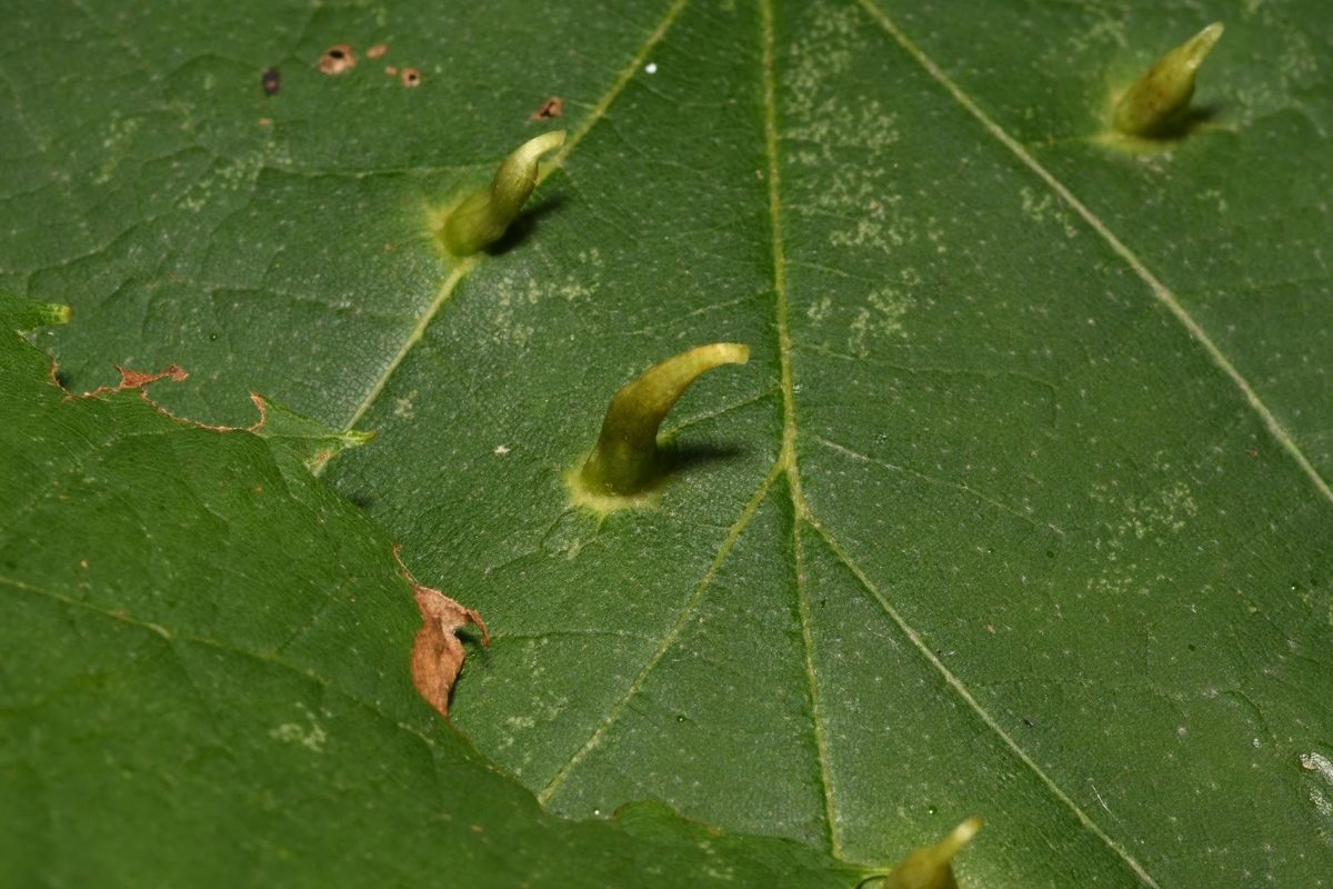 Eriophyes tiliae - hárs-gubacsatka