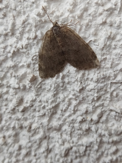 Epirrita christyi/dilutata
