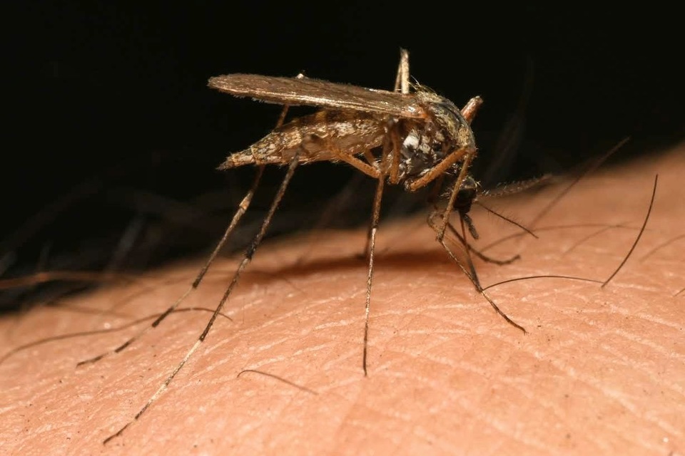 Culicidae - csípőszúnyogok