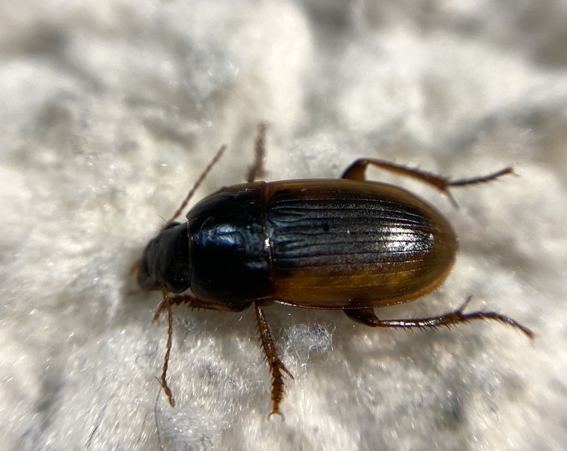 Harpalus servus - homoki lomhafutó